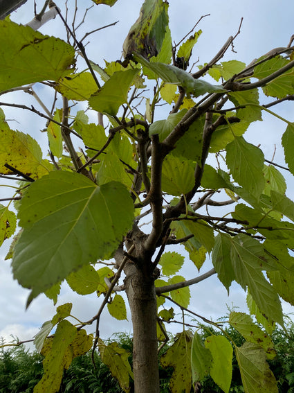Hoogstam Moerbeiboom - Morus platanifolia 'Fruitless'
