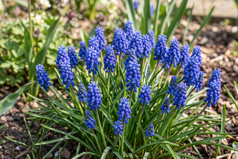 Blauw druifje Muscari armeniacum -  300 bloembollen