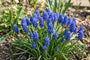 Blauw druifje Muscari armeniacum -  300 bloembollen