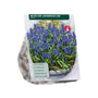 Blauw druifje Muscari armeniacum -  300 bloembollen