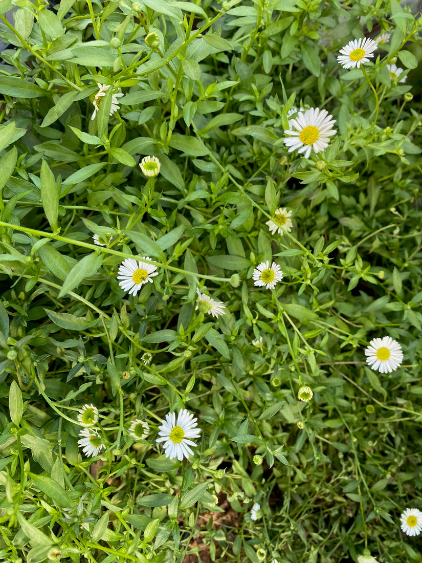 Muurfijnstraal - Erigeron karvinskianus