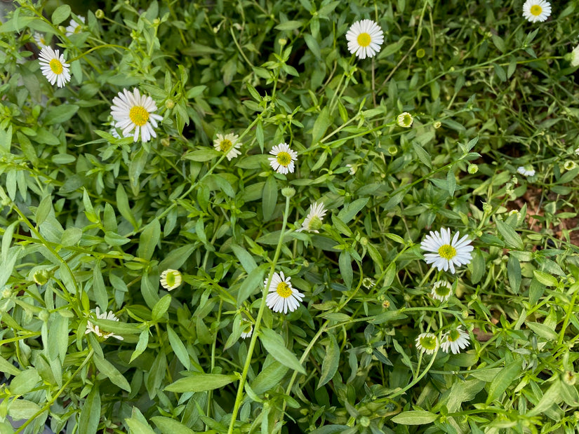 Biologisch Muurfijnstraal - Erigeron karvinskianus