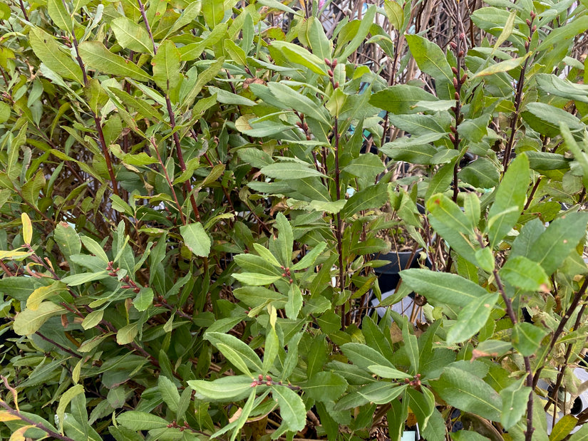 Wilde gagel - Myrica gale