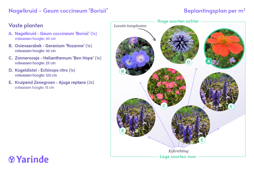 Biologisch Nagelkruid Oranje (Hoogte 40 cm) - Geum coccineum 'Borisii'