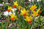 Narcis Mini 'Jetfire' - 75 bollen geel/oranje