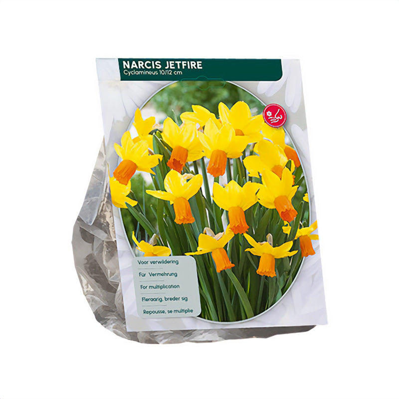 Narcis Mini 'Jetfire' - 75 bollen geel/oranje