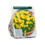 Narcis Mini 'Tête à Tête' - 60 bloembollen