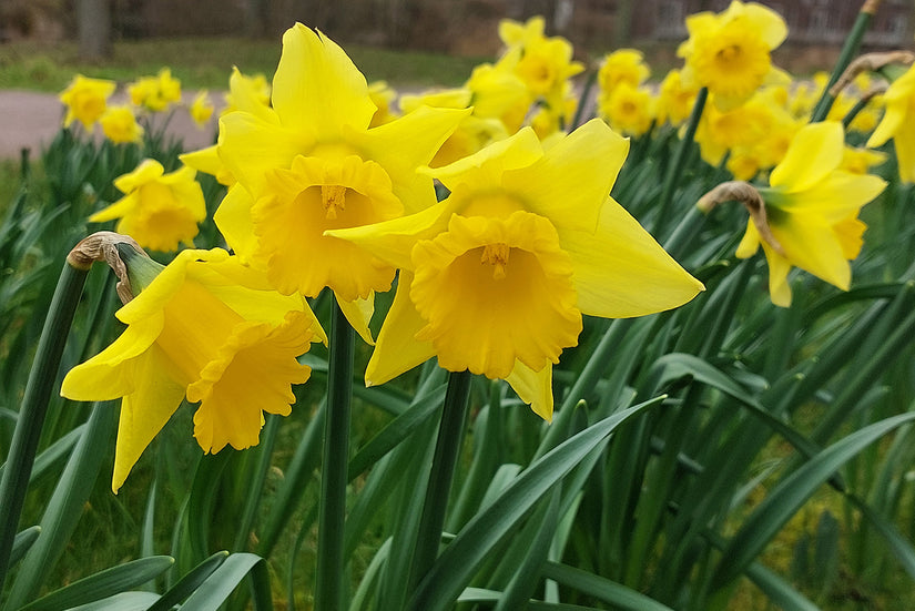 Narcis Trompet Geel - 45 bloembollen