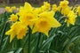 Narcis Trompet Geel - 45 bloembollen