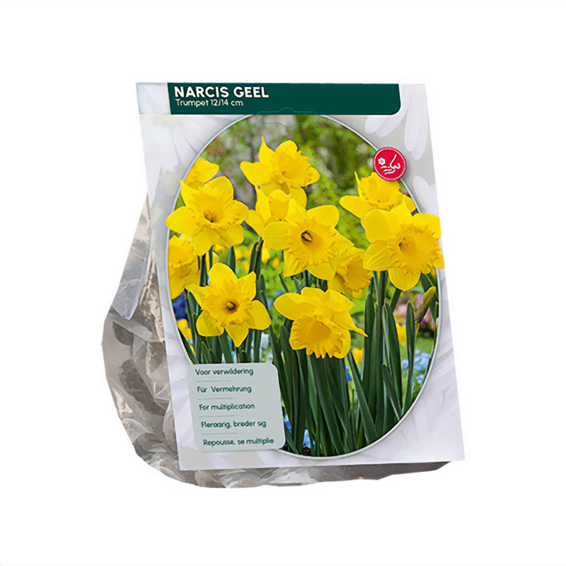 Narcis Trompet Geel - 45 bloembollen