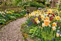 Narcis Trompet Mix wit/geel/oranje - 45 bloembollen