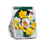 Narcis Trompet Mix wit/geel/oranje - 45 bloembollen