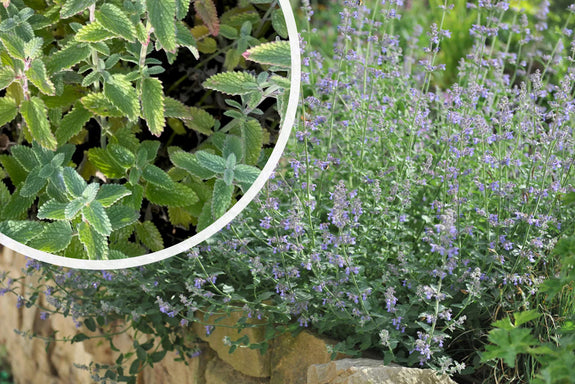 Kattenkruid (hoge soort 70 cm) - Nepeta x faassenii 'Six Hills Giant'