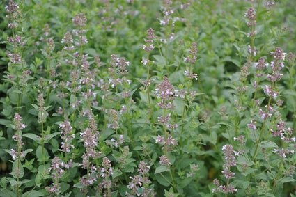 Kattenkruid - Nepeta grandiflora 'Dawn to Dusk'