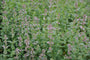 Kattenkruid (Roze) - Nepeta grandiflora 'Dawn to Dusk'