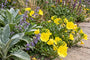 Biologische Teunisbloem (Zwavelgeel) - Oenothera macrocarpa