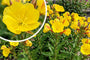 Teunisbloem - Oenothera pilosella 'Yella Fella'