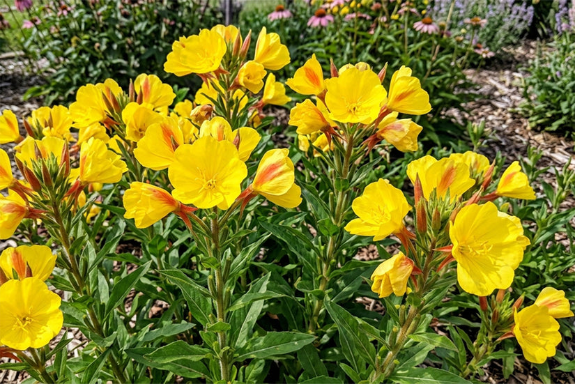 Teunisbloem - Oenothera pilosella 'Yella Fella'