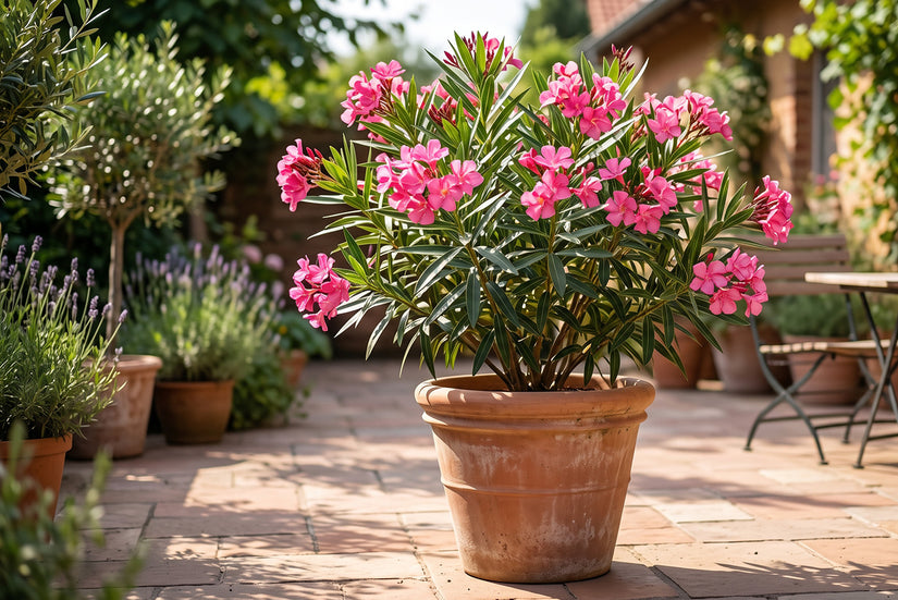 Oleander - Nerium oleander