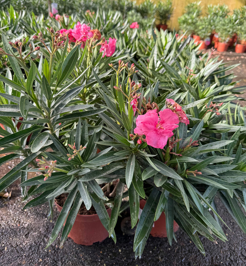 Oleander - Nerium oleander