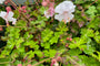 Biologisch Ooievaarsbek - Geranium cantabrig. 'St Ola'