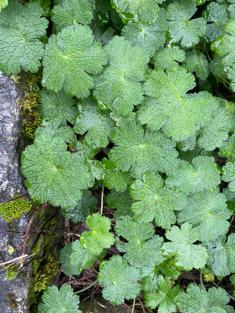 Ooievaarsbek - Geranium dalmaticum