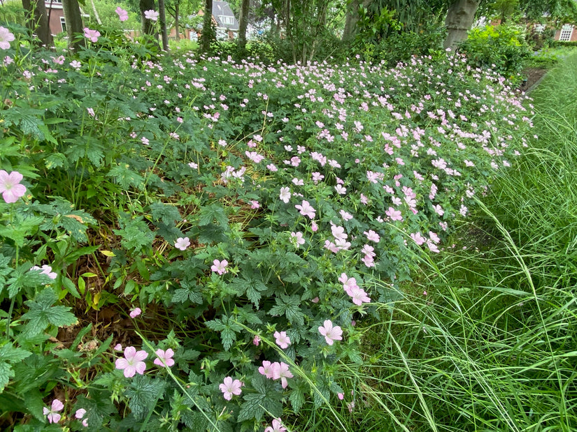 Ooievaarsbek (Roze, 40 cm hoog) - Geranium endressii