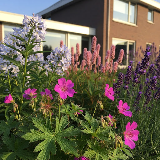 ai sfeerbeeld met combinatie met phlox, persicaria en lavendel
