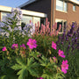 ai sfeerbeeld met combinatie met phlox, persicaria en lavendel