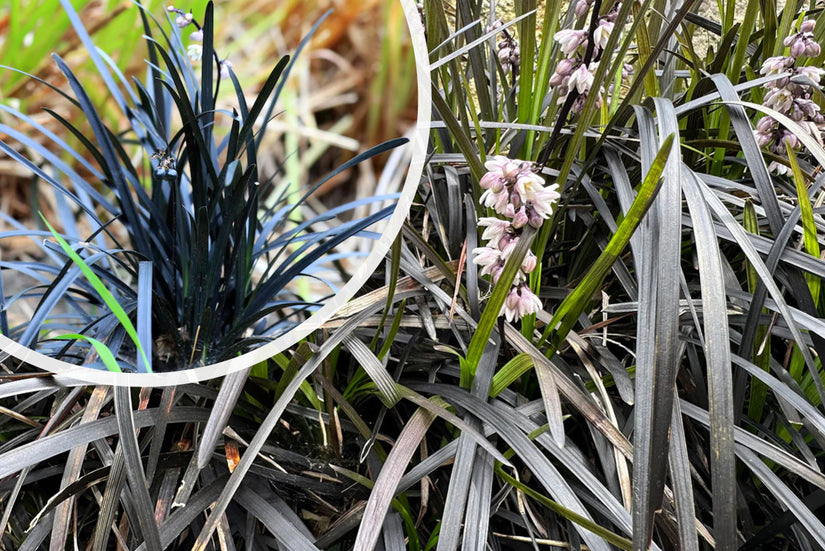 Zwart gras - Ophiopogon 'Niger'