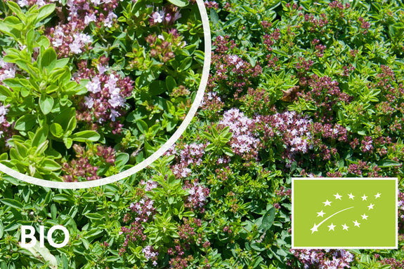 Biologisch Wilde marjolein - Origanum vulg. 'Compactum'