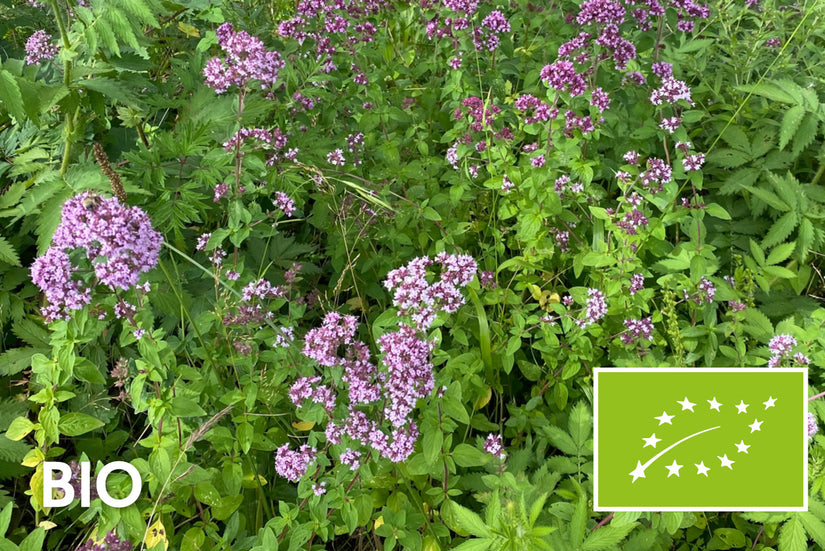 Biologische Wilde marjolein (Oregano) - Origanum vulgare - Inheems