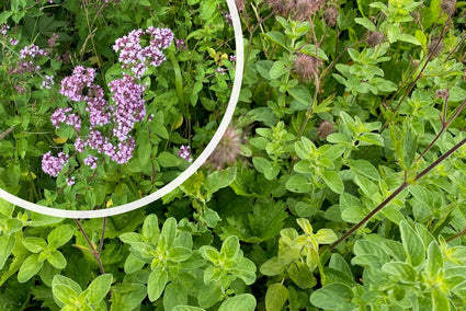 Wilde marjolein (Oregano) - Origanum vulgare