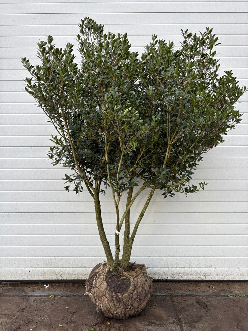 Schijnhulst - Osmanthus Heterophyllus