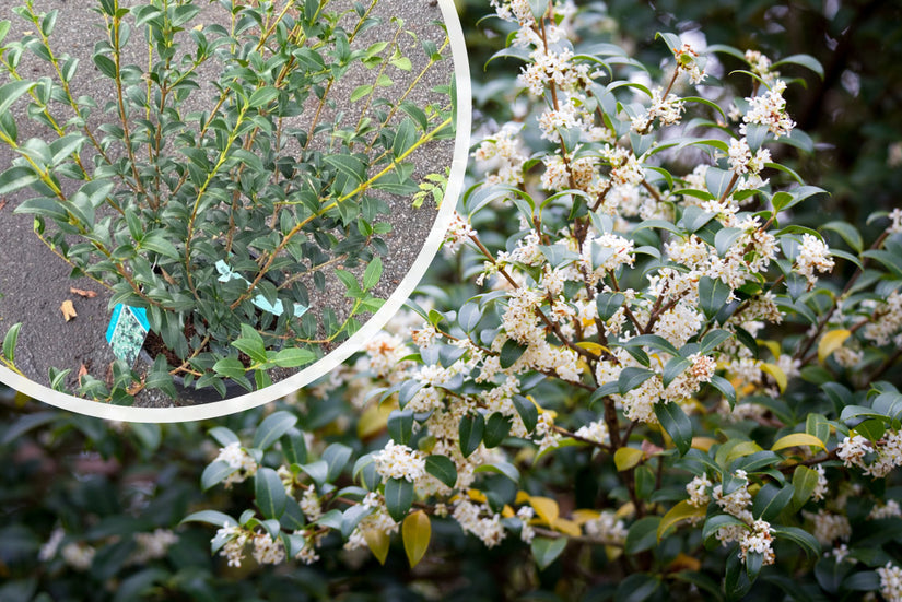 Schijnhulst - Osmanthus burkwoodii