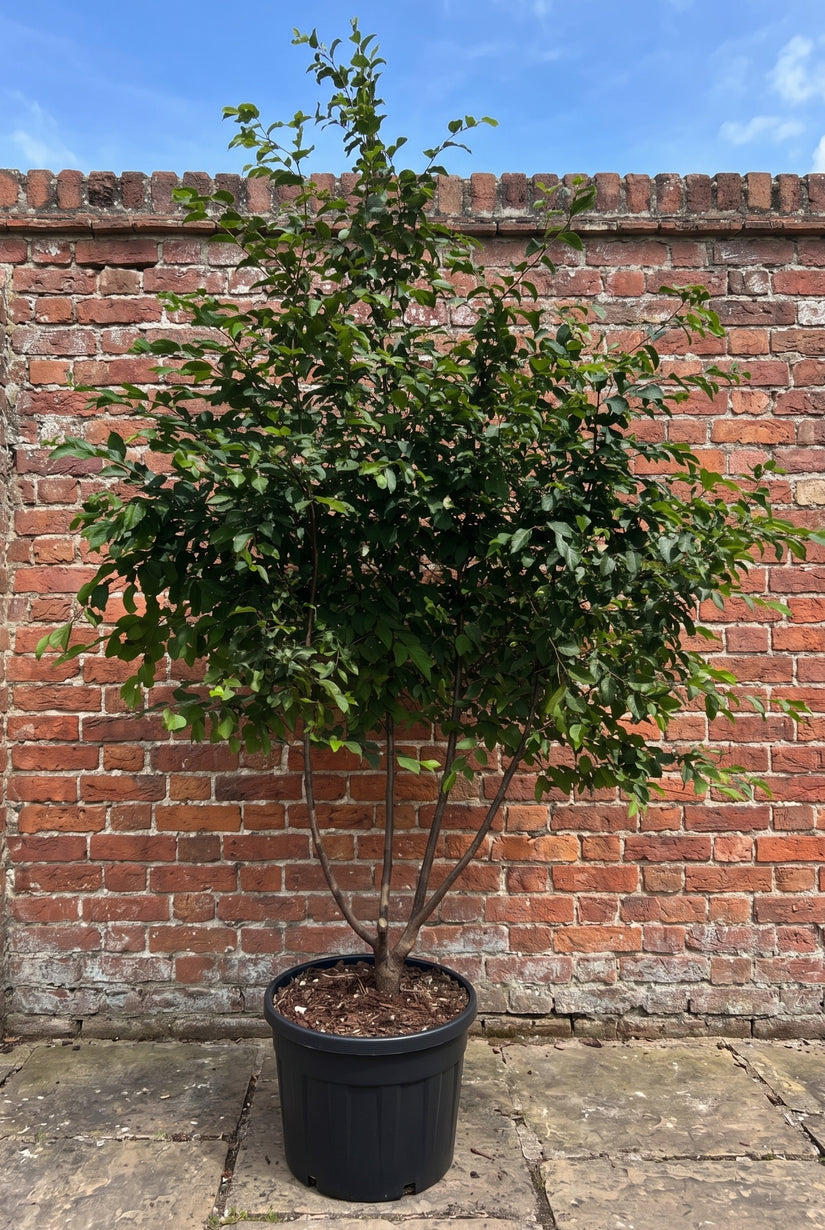 meerstammige Ostrya carpinifolia, solitaire kwaliteit 3 meter
