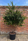 meerstammige Ostrya carpinifolia, solitaire kwaliteit 3 meter