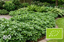 Biologisch Schaduwkruid (Wintergroen) - Pachysandra terminalis