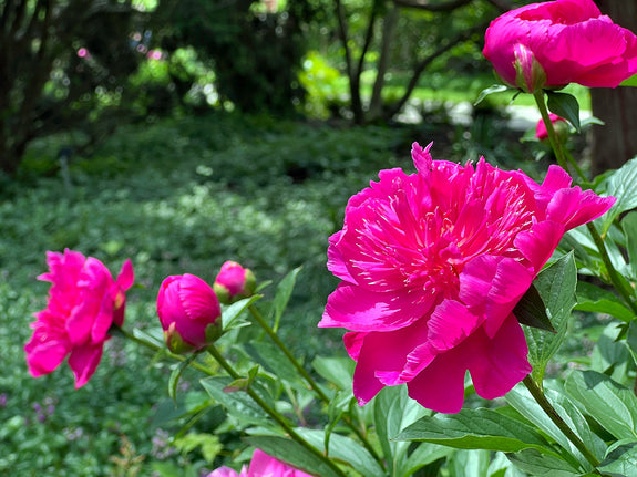 Pioenroos (rood) - Paeonia 'Karl Rosenfield'