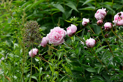Biologisch Pioenroos - Paeonia (LD) 'Sarah Bernhardt'
