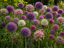 Bloembollen Pakket: Hoge Sierui Allium -  30 bloembollen Paars, Roze en Wit