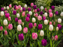 Bloembollen Mix 3 soorten Paars, Roze en Wit - 90 tulpenbollen