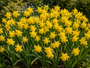 Bloembollen Narcis Aanbieding - 300 bollen geel