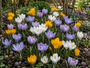 Bloembollen Crocus pakket: Mix 140 bloembollen