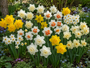 Bloembollen Narcis pakket: Mix 85 bloembollen wit en geel
