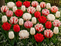 Bloembollen Tulp pakket: Mix 58 bloembollen rood, roze en wit