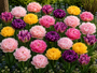 Bloembollen Tulp pakket: Mix 55 bloembollen Paars, geel en roze