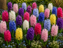 Bloembollen Hyacint pakket: Mix 48 bloembollen Paars, blauw, geel, roze en wit