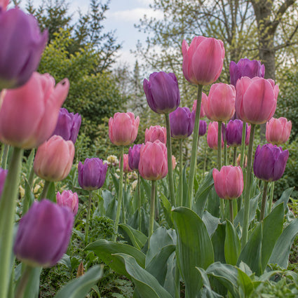 Bloembollen Mix 2 soorten Paars en Roze - 90 tulpenbollen