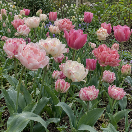 Bloembollen Tulp pakket: Mix 49 bloembollen roze en wit